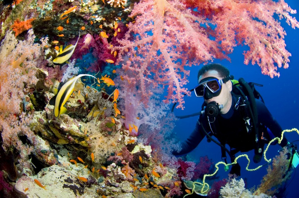 diver-near-coral-reef-egypt