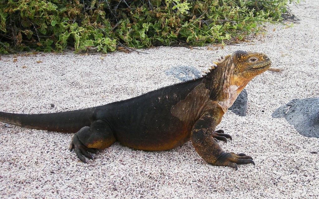 iguana-18109_1280