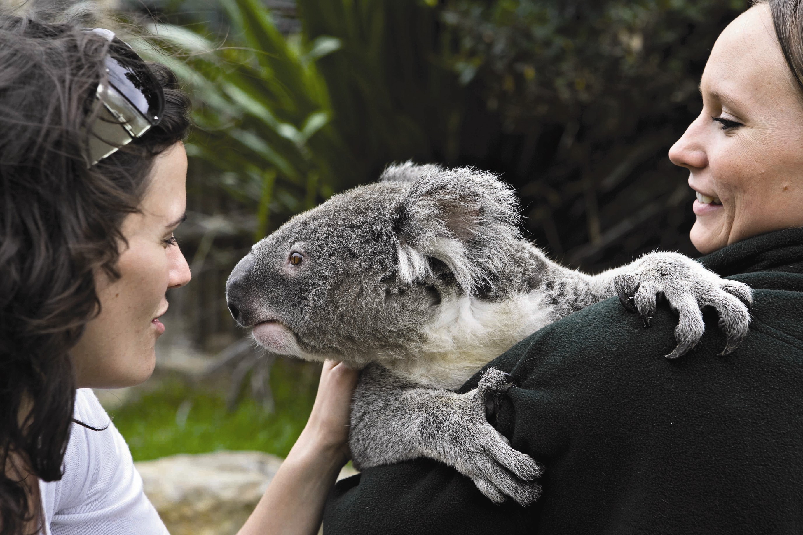 Koala encounter credit Taronga Zoo