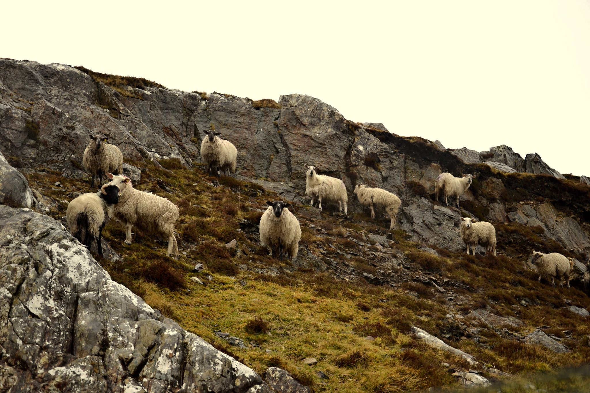 sheep_Connemara