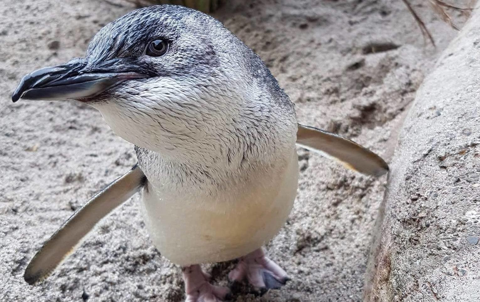Timmy National Aquarium of New Zealand penguin