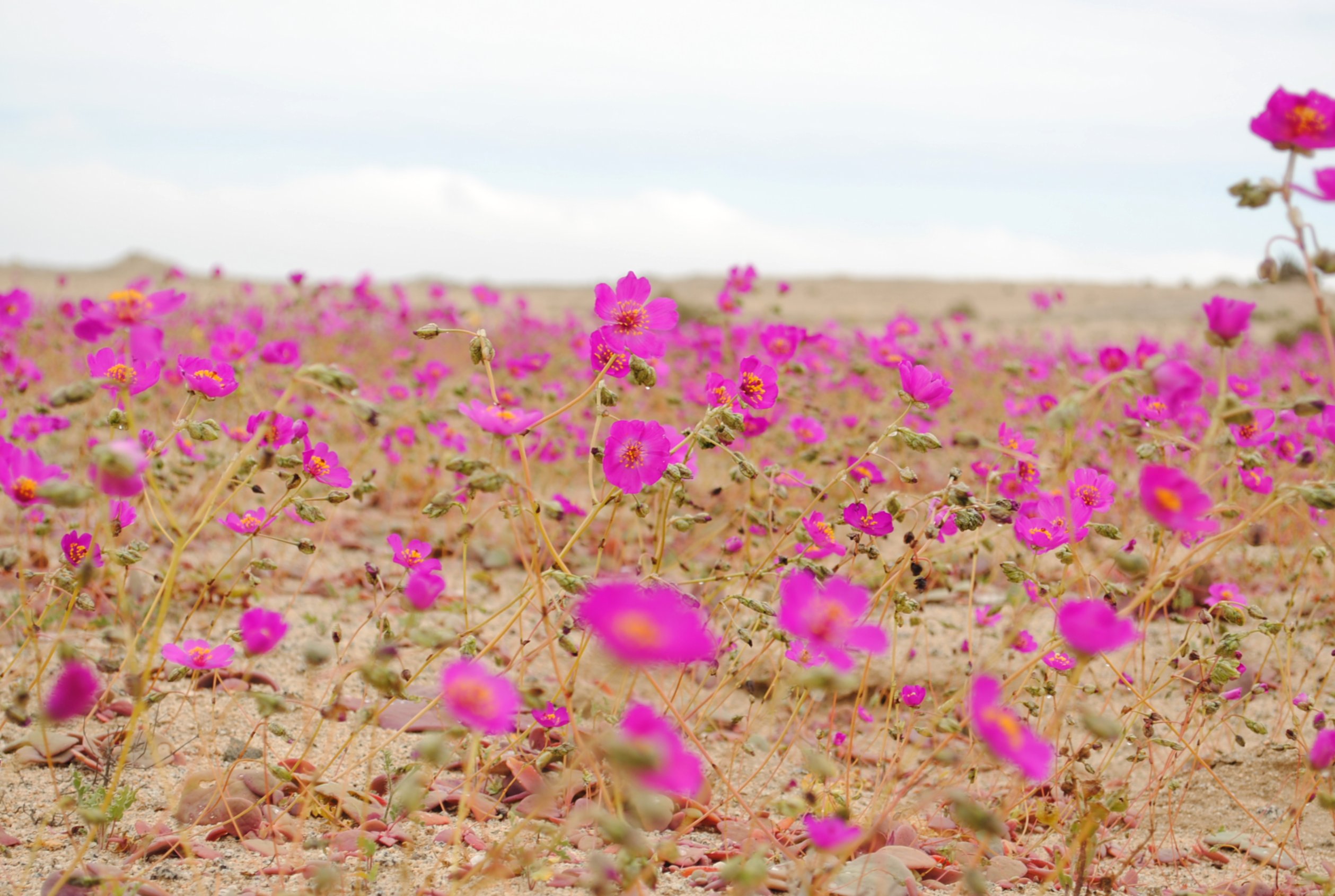 Flowers bloom in the desert