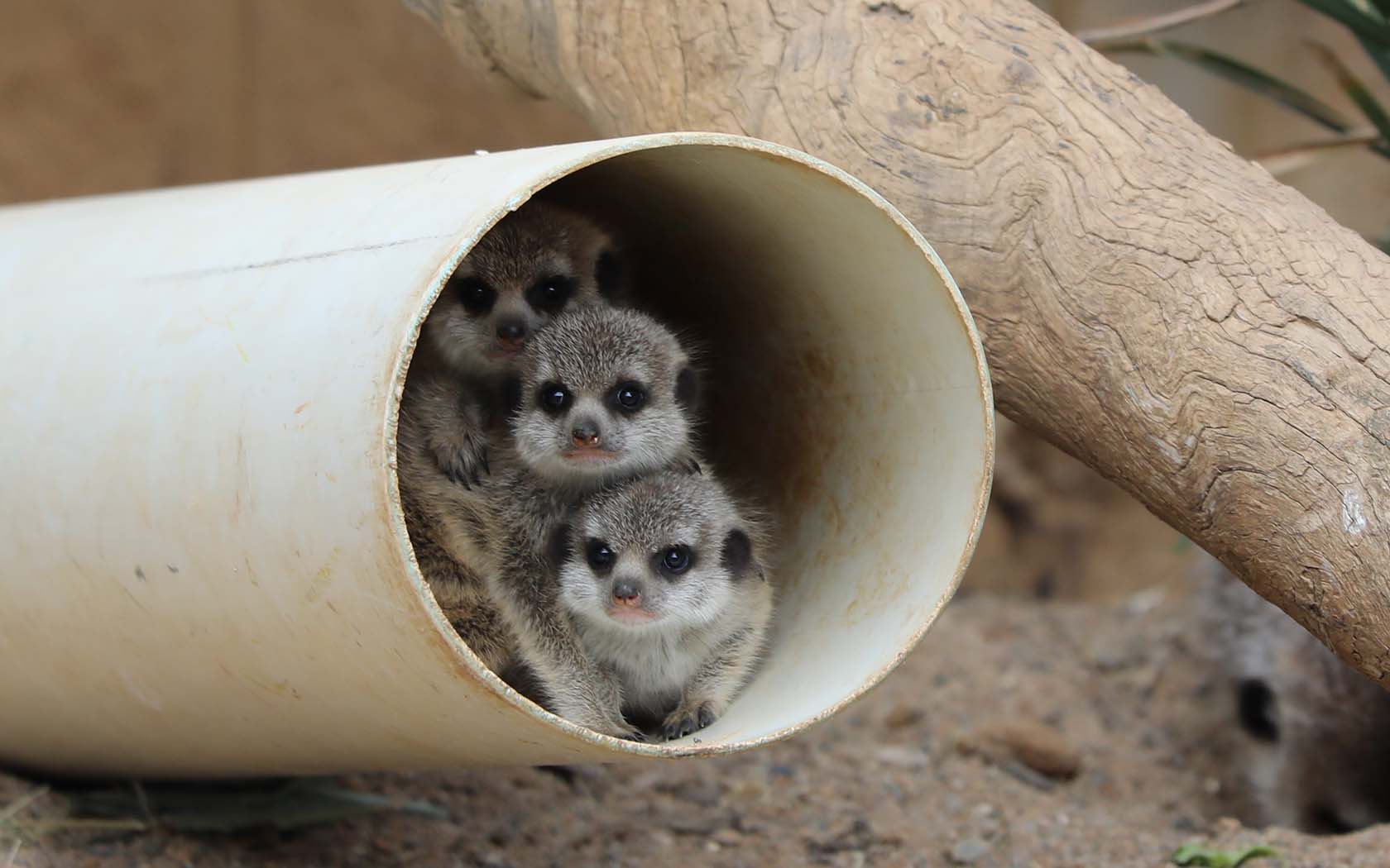 Meerkats National Zoo