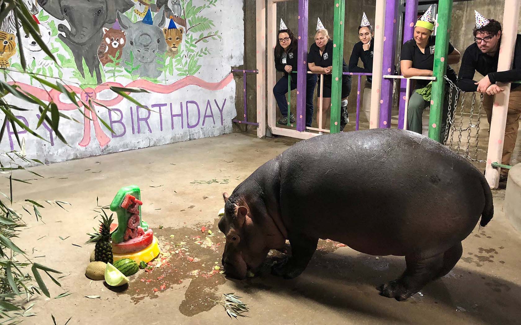 Fiona the Hippo celebrates her 1st birthday
