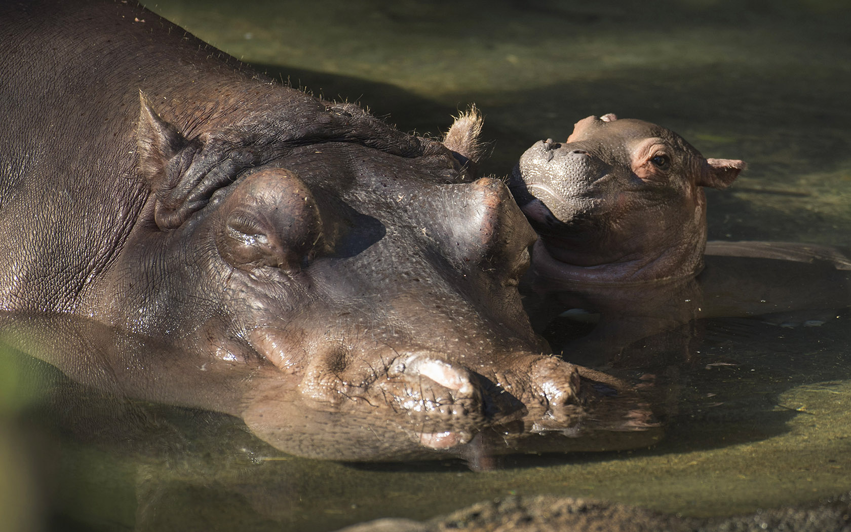 Baby hippo at Disney Animal Kingdom