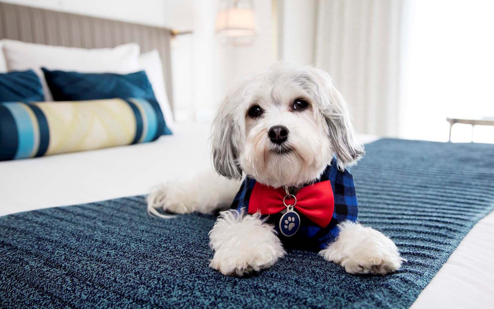 Buster, Canine Operating Officer at Hotel Nikko San Francisco
