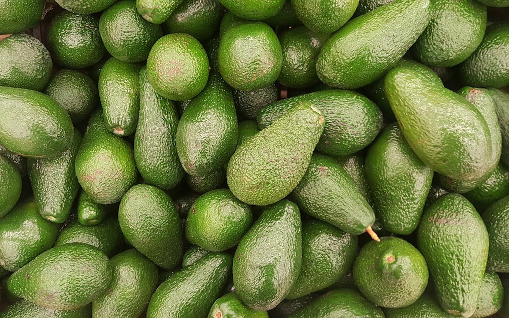 avocado, avocado festival