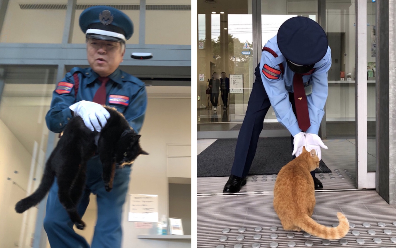 Cats being escorted from the Onomichi Museum of Art by museum security.