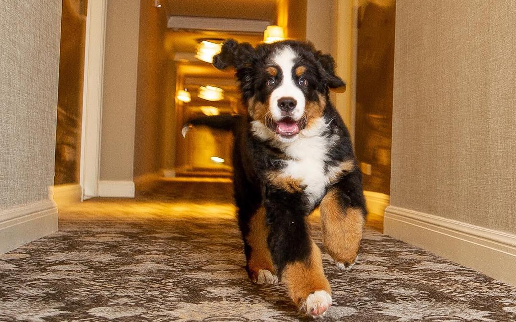 Aspen hotel dog