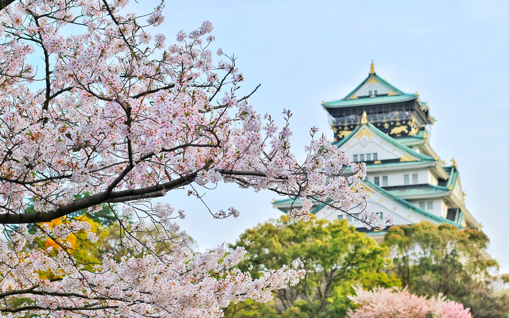 The cherry blossom forecast predicts when sakura trees will bloom in Japan