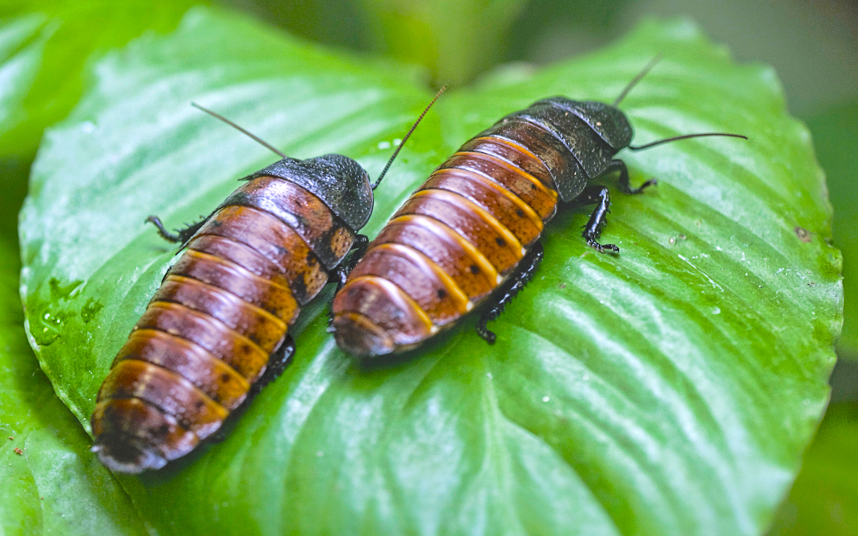 Bronx Zoo will name a Madagascan hissing cockroach after your Valentine's Day date