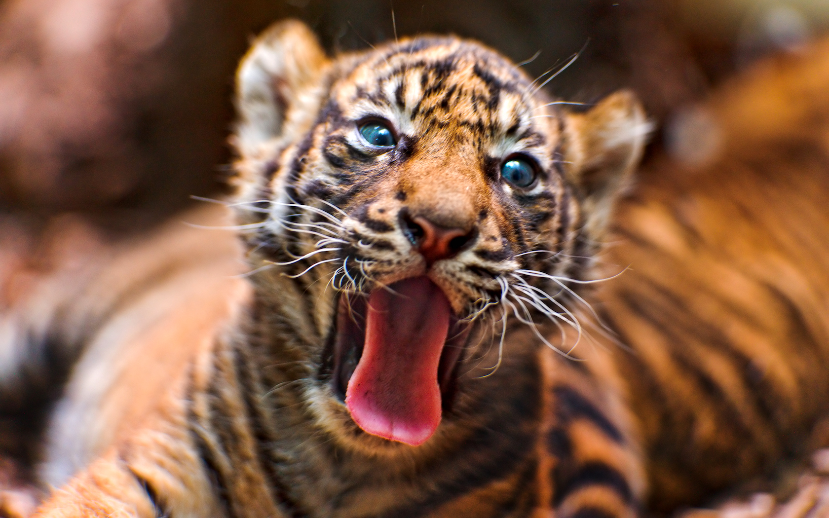 taronga zoo tiger cubs