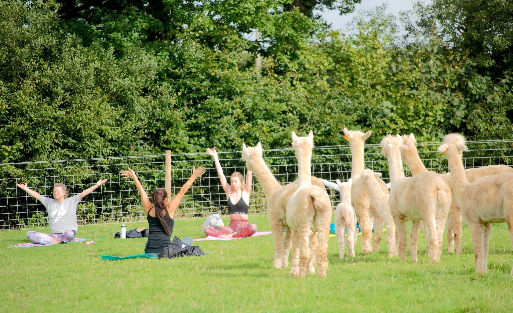 A group doing alpaca yoga in a field surrounded by alpacas at Rosebud Ranch in the UK