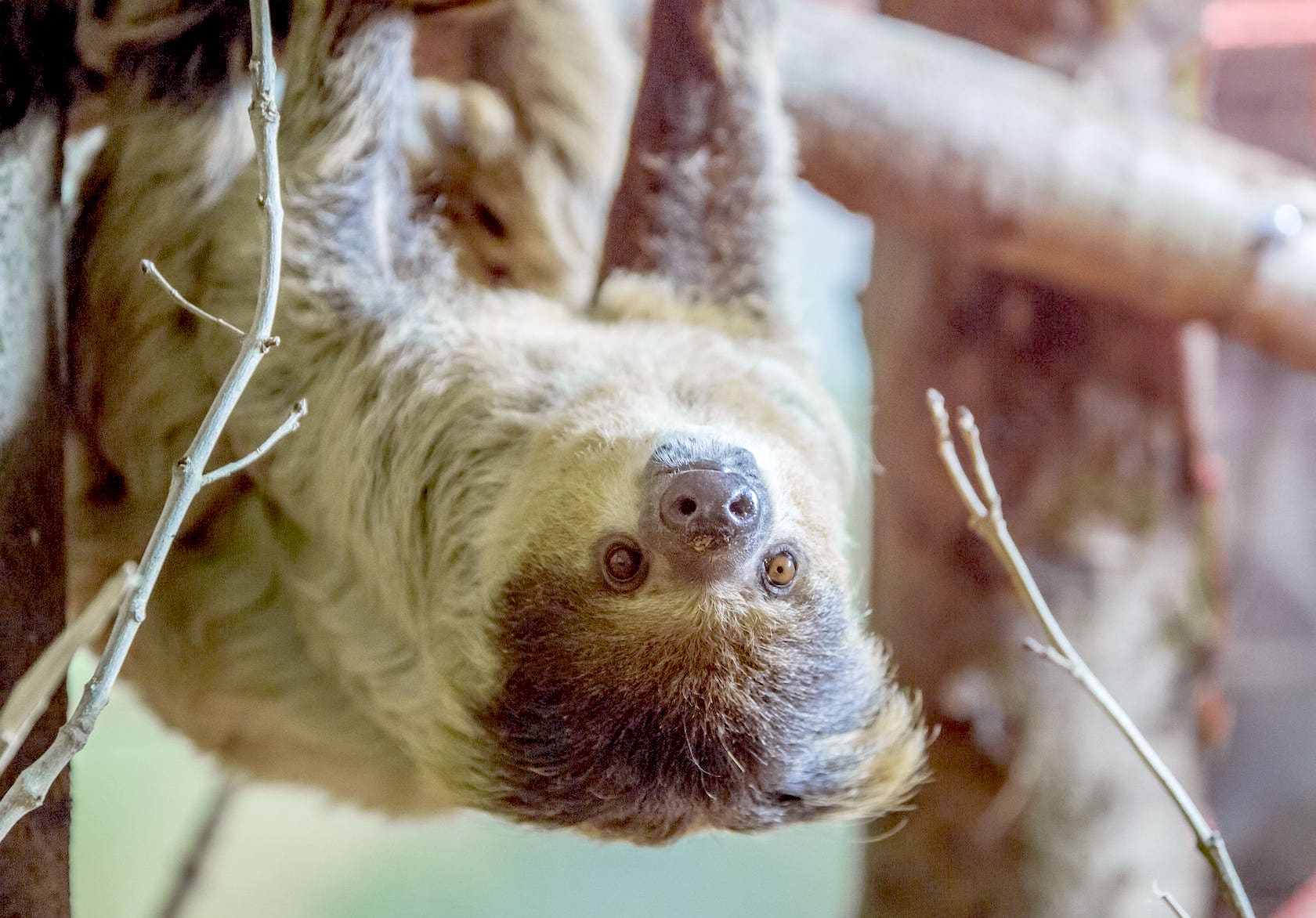 You Can Now Visit A Retirement Home For Sloths In Wales