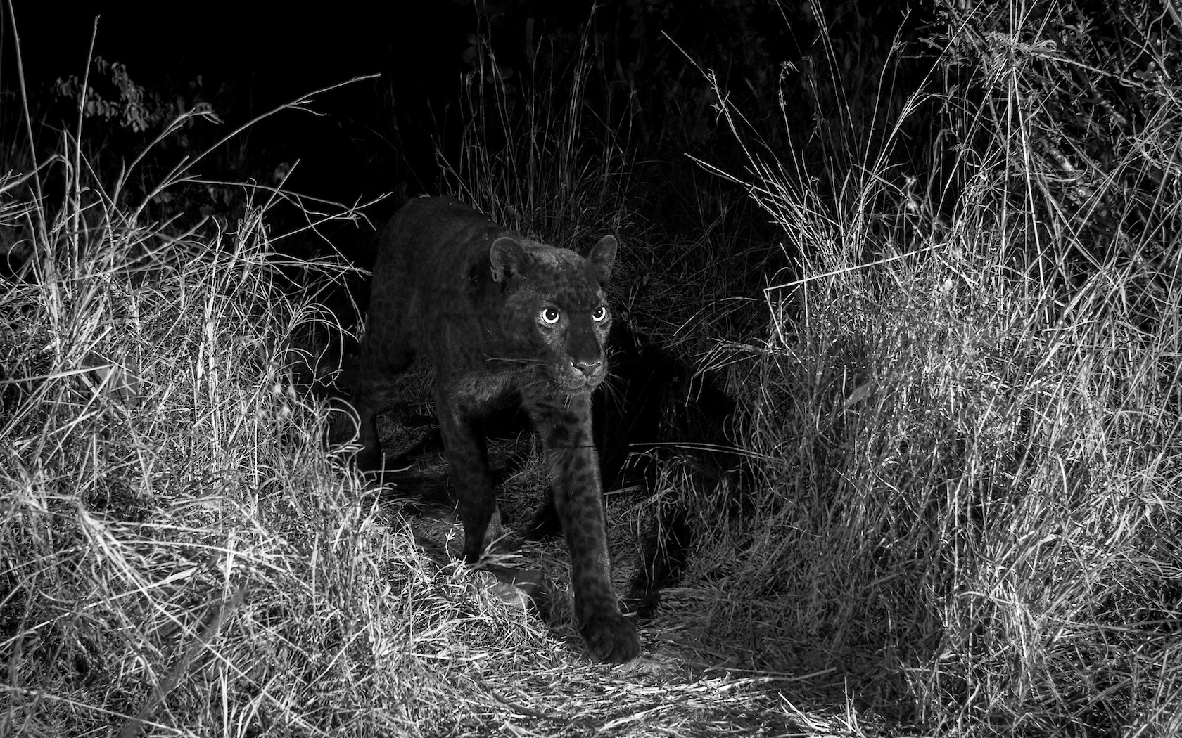 black panther photos taken by Will Burrard-Lucas