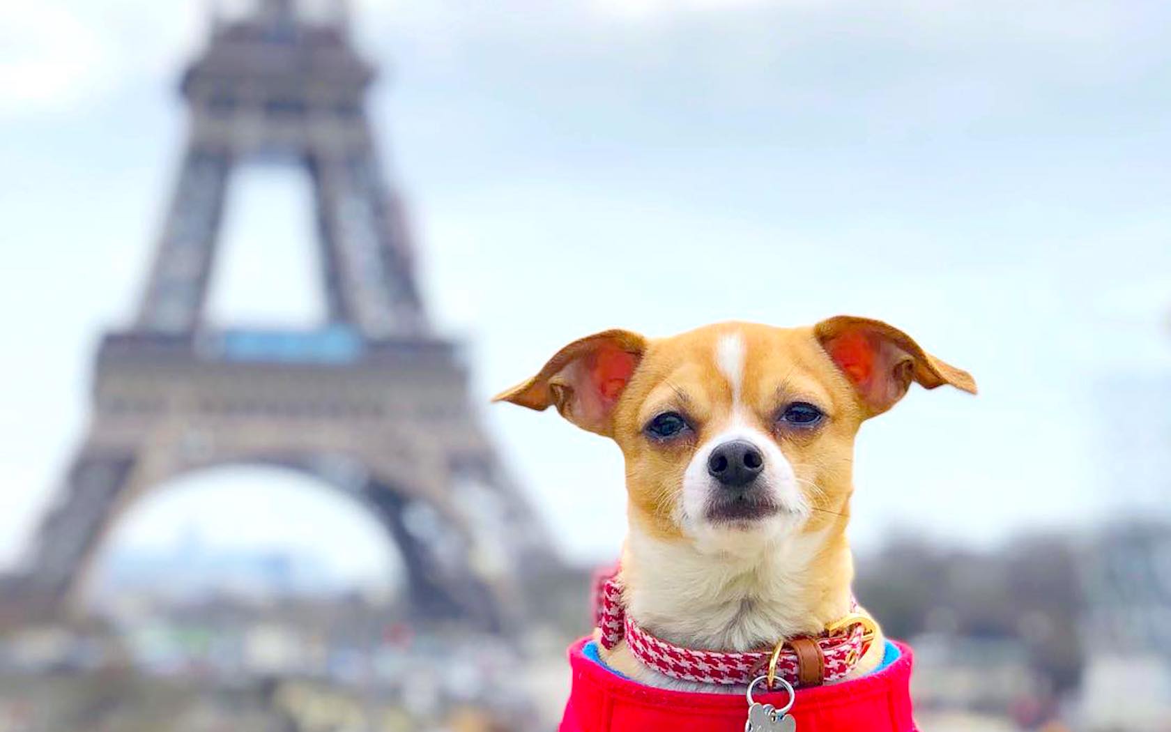 Jonathan Warren the chihuahua serving up serious travel inspiration in front of the Eiffel Tower