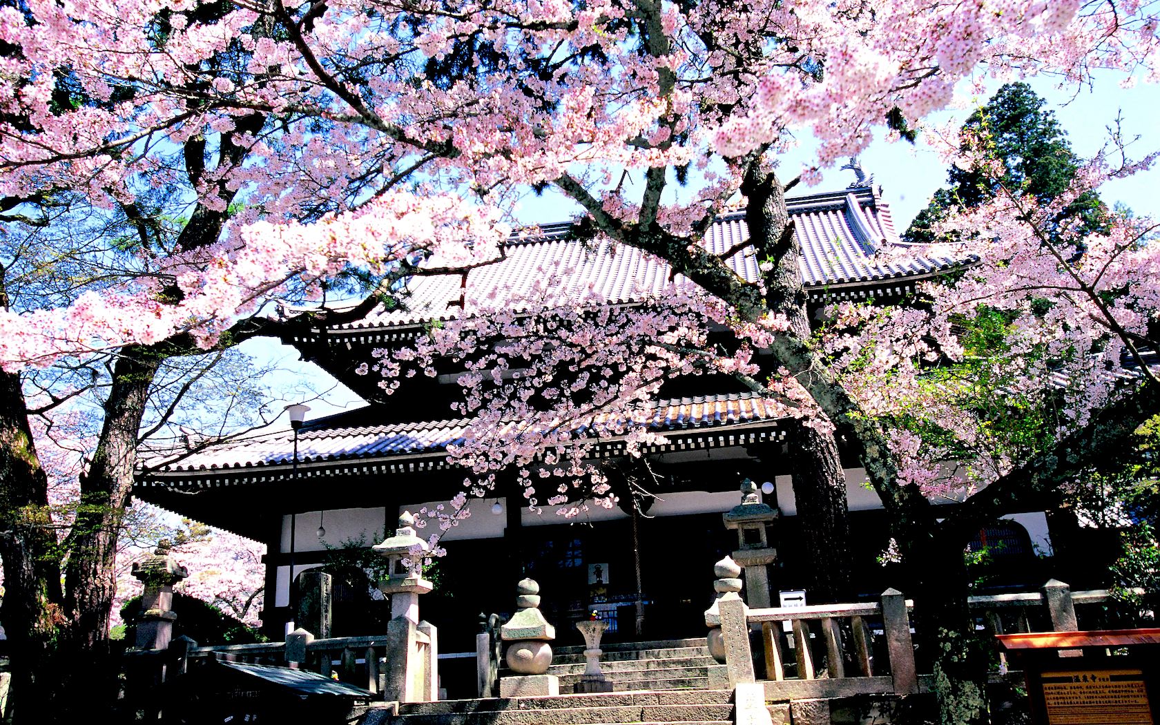 Cherry blossoms in Arima Onsen