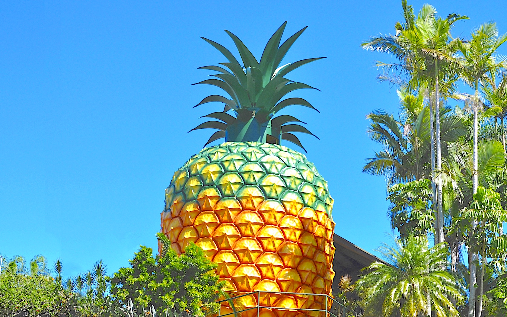 big pineapple