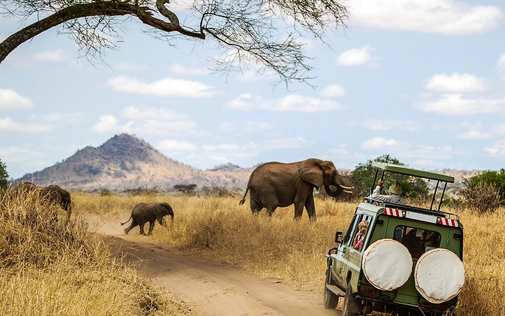 African safari elephants