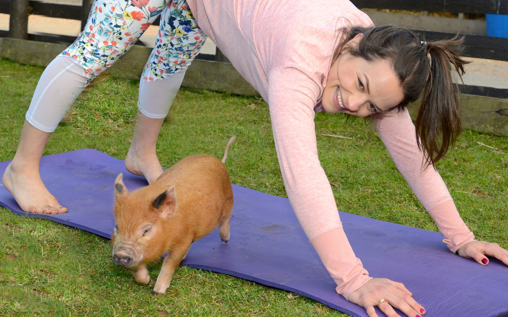 A young woman does miniature pig pilates with a miniature pig running around her.