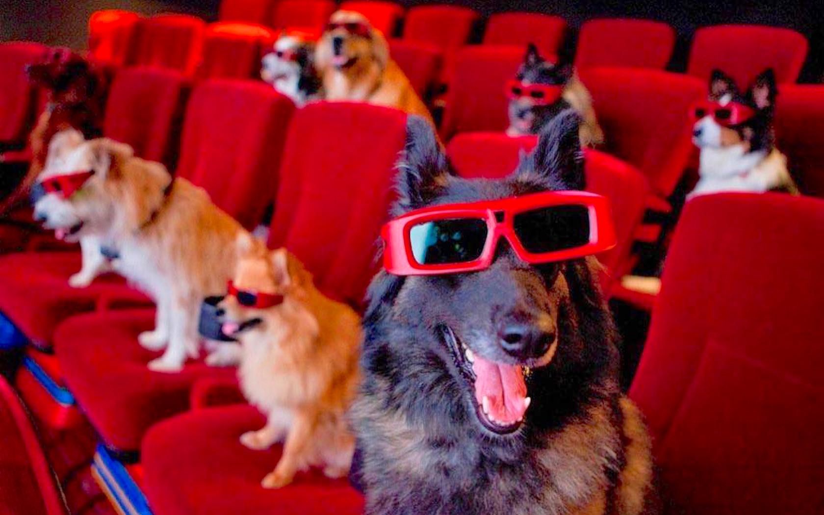 K9 Cinemas is a dog friendly cinema