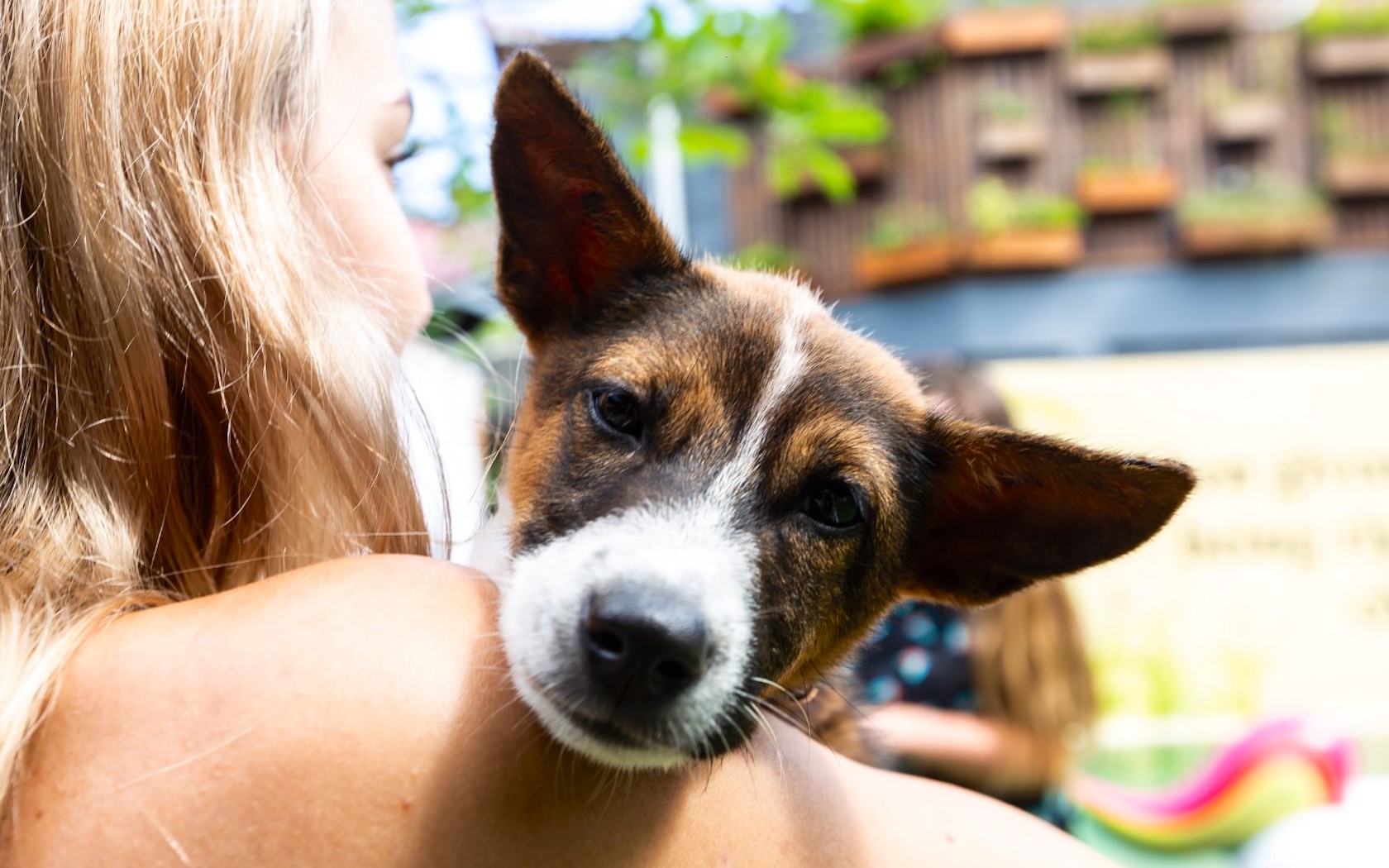 puppy therapy at Puri Garden Hotel and Hostel in Bali