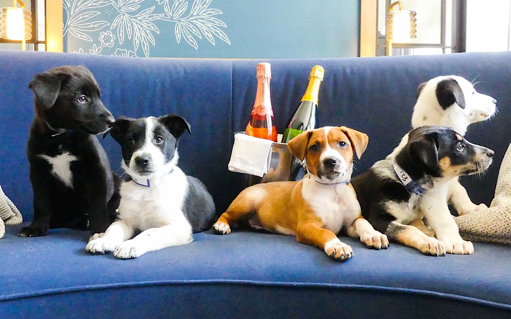 Puppies And Prosecco Will Arrive At Your Room At Kimpton Hotel Monaco