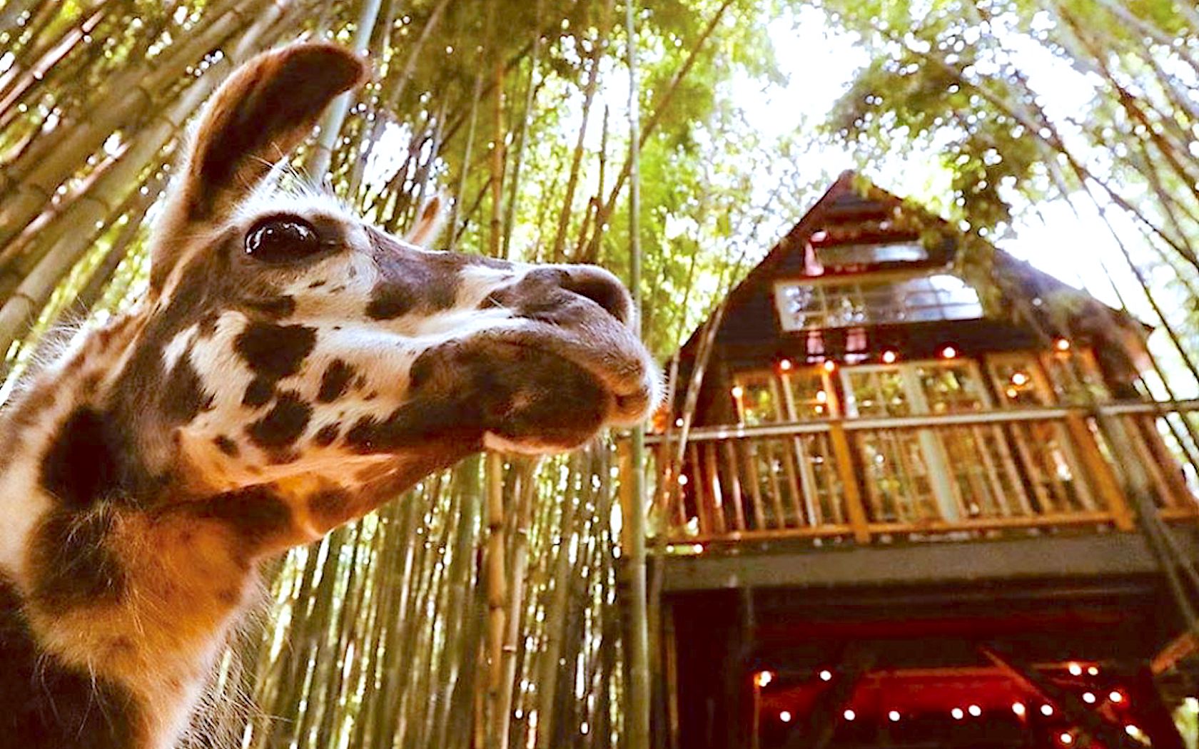 You Can Stay In An Alpaca Treehouse On Airbnb Inside A Bamboo Forest