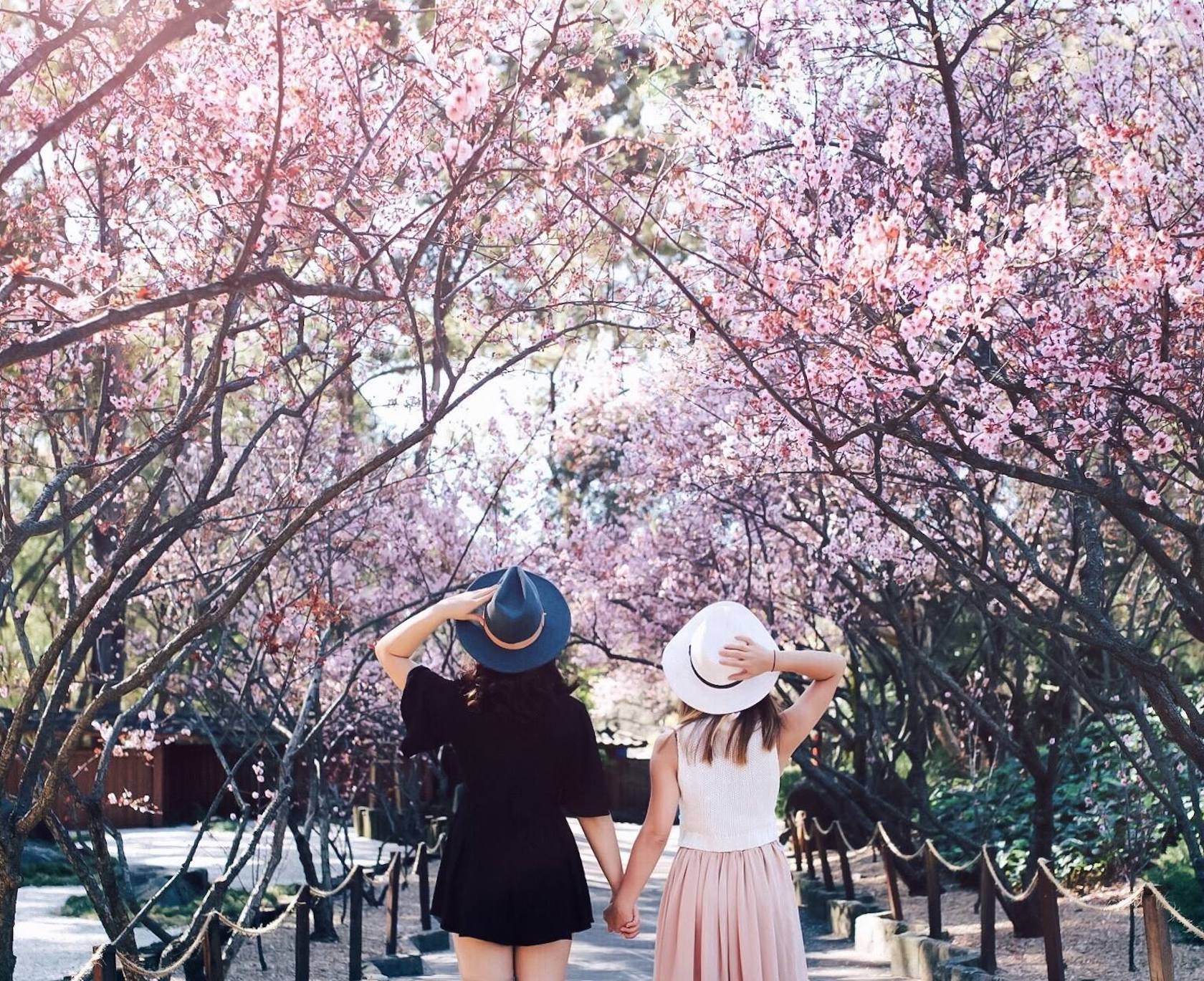 sydney-cherry-blossom-festival