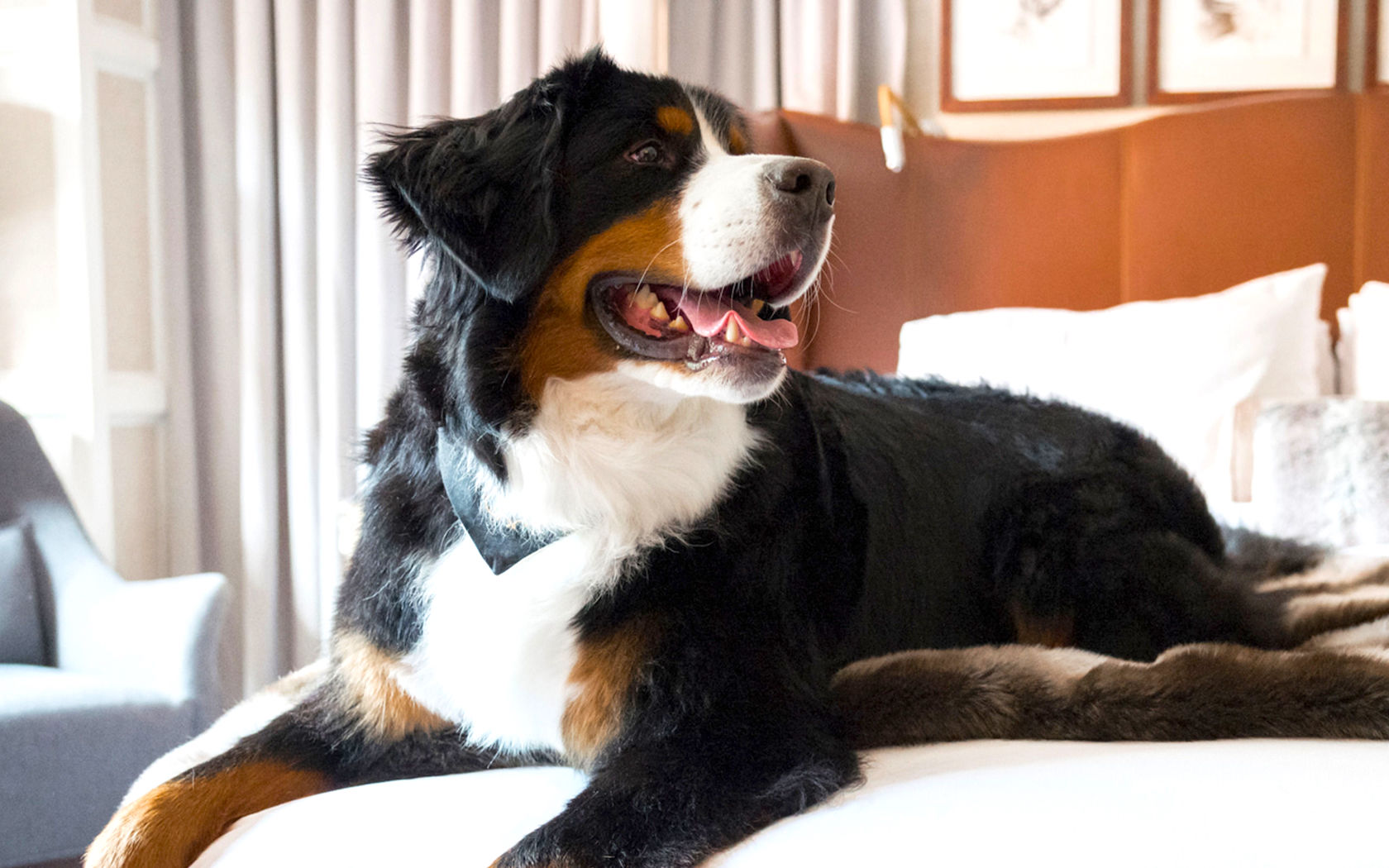 St. Regis Aspen Is Hiring A Fur Butler To Look After Its Resident Dog