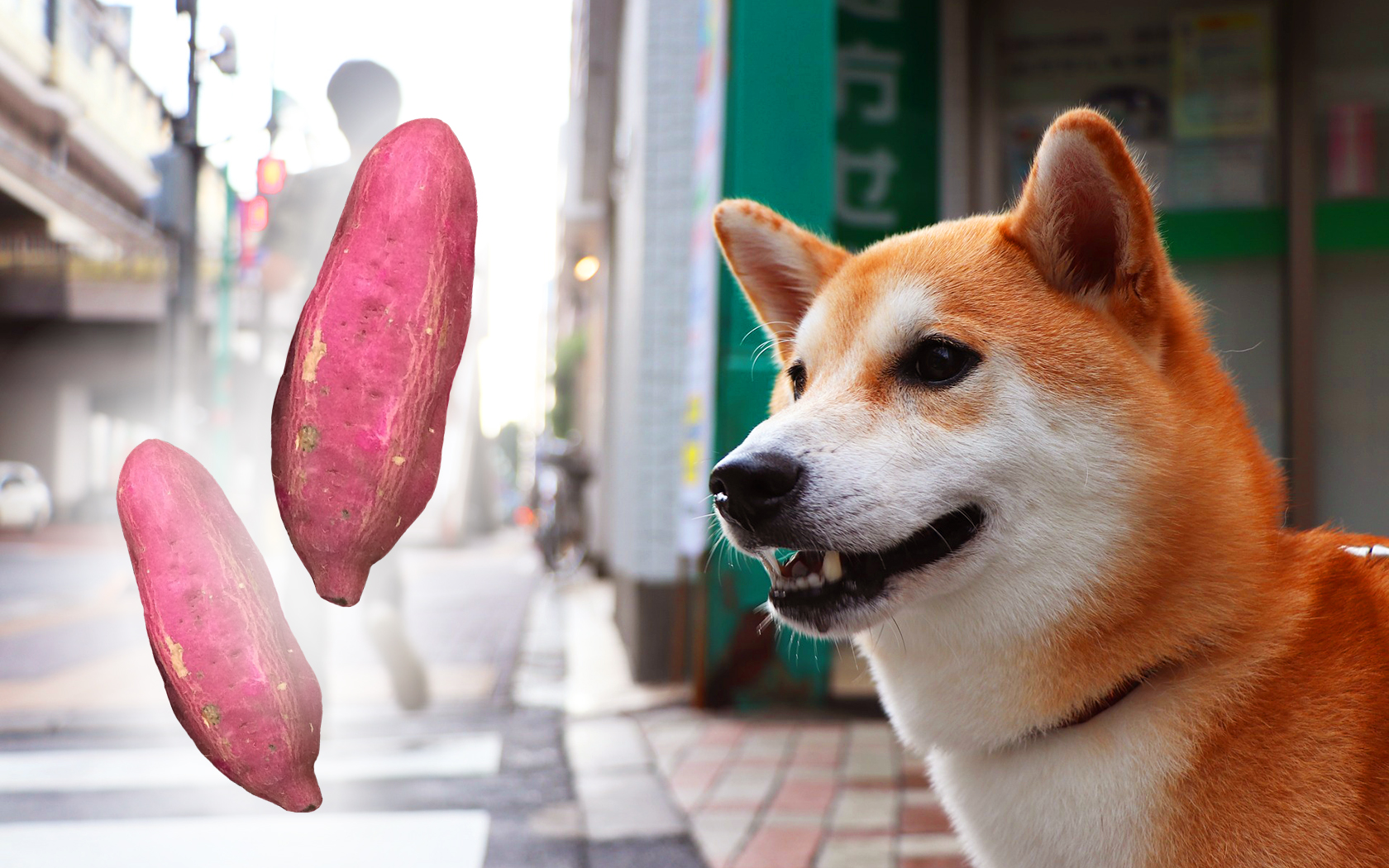 Meet Ken-kun, The Shiba Who Runs A Sweet Potato Stand In Japan
