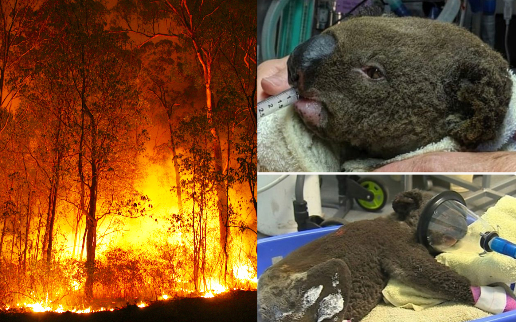 Bushfire Donations: Here's How You Can Help NSW And Queensland