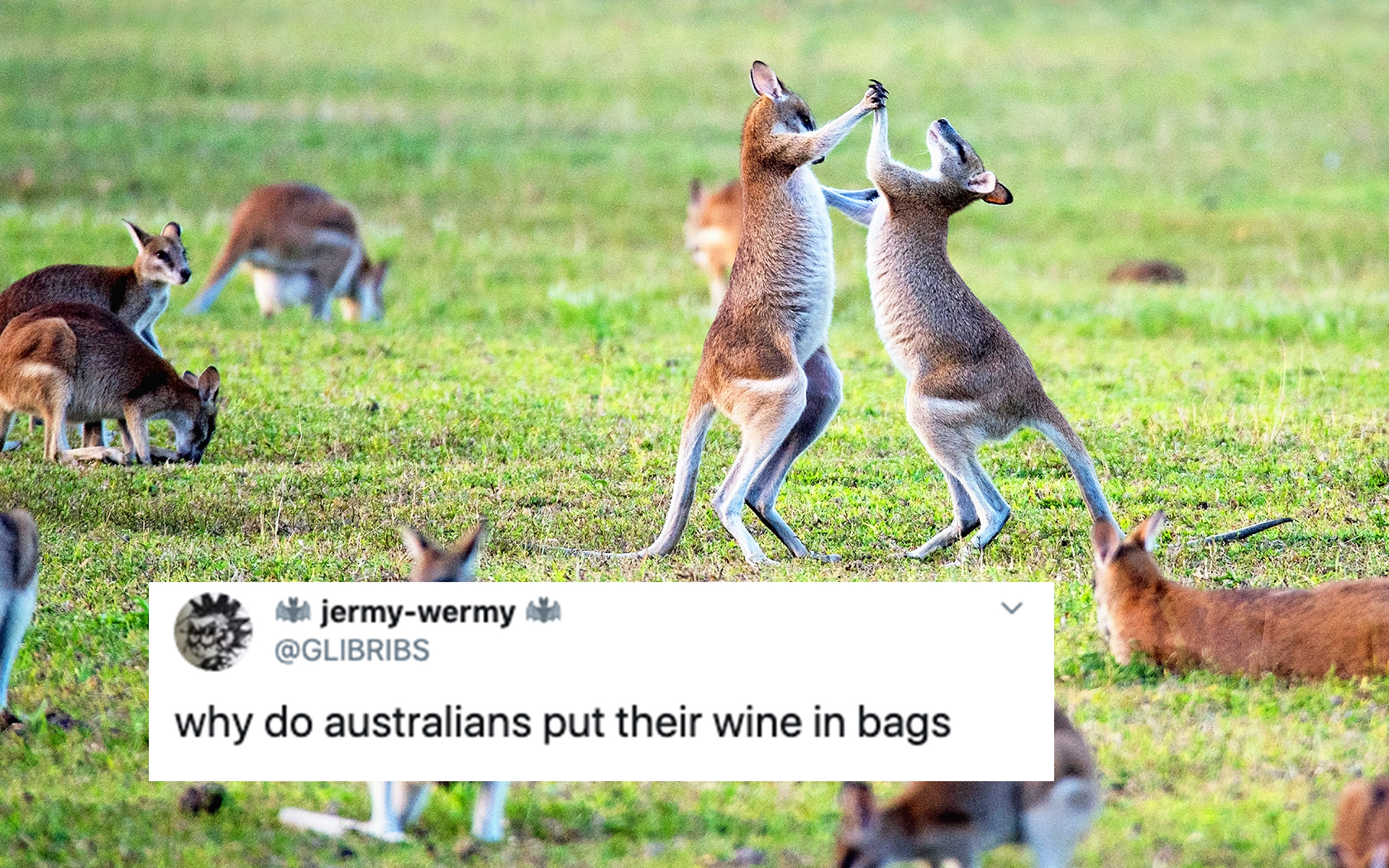 Questions About Australia: 20 Times Aussies Confused The World