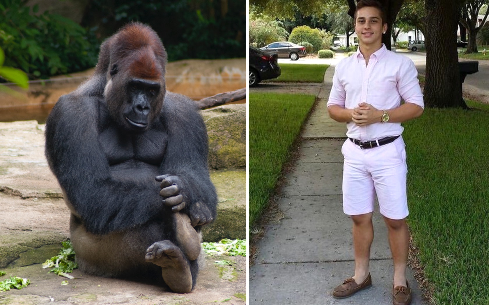 meme travel harambe you know i had to do it to em