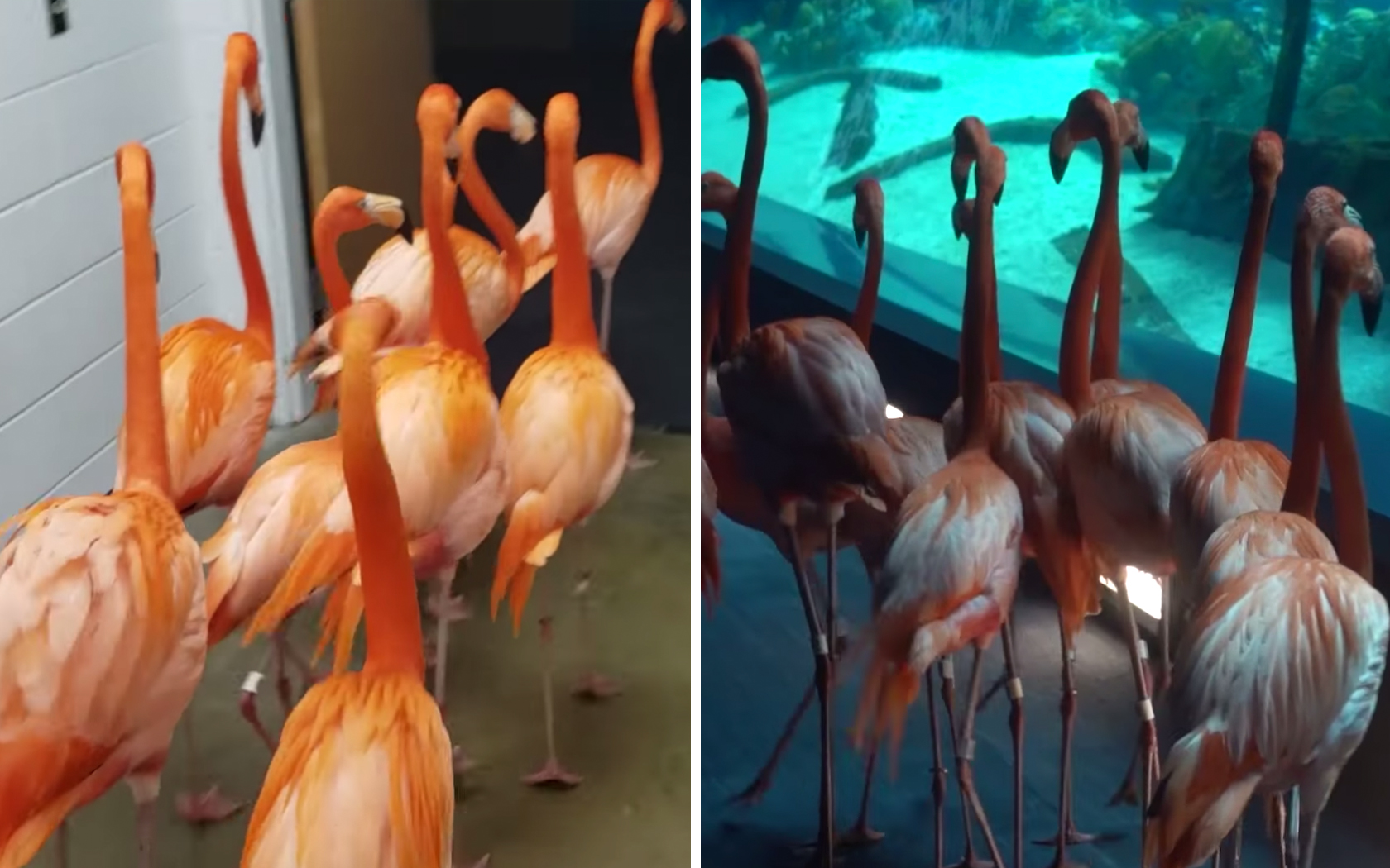 Flamingos In Texas State Aquarium Went On A Tour To Visit Other Animals