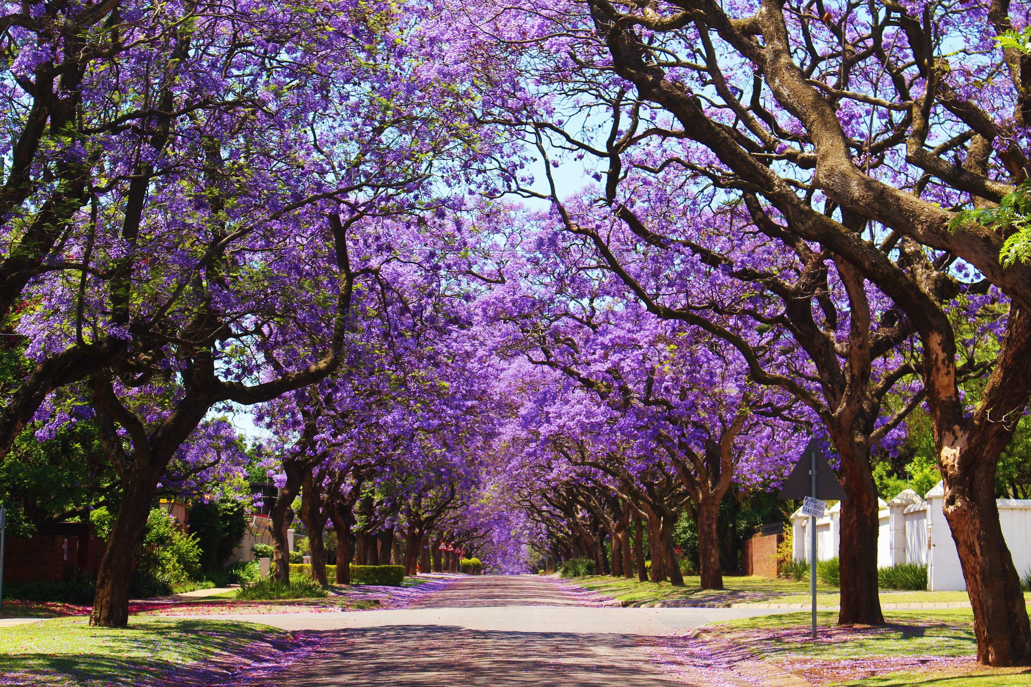 plant giveaway, jacaranda tree, plants, city of sydney, what's on in sydney