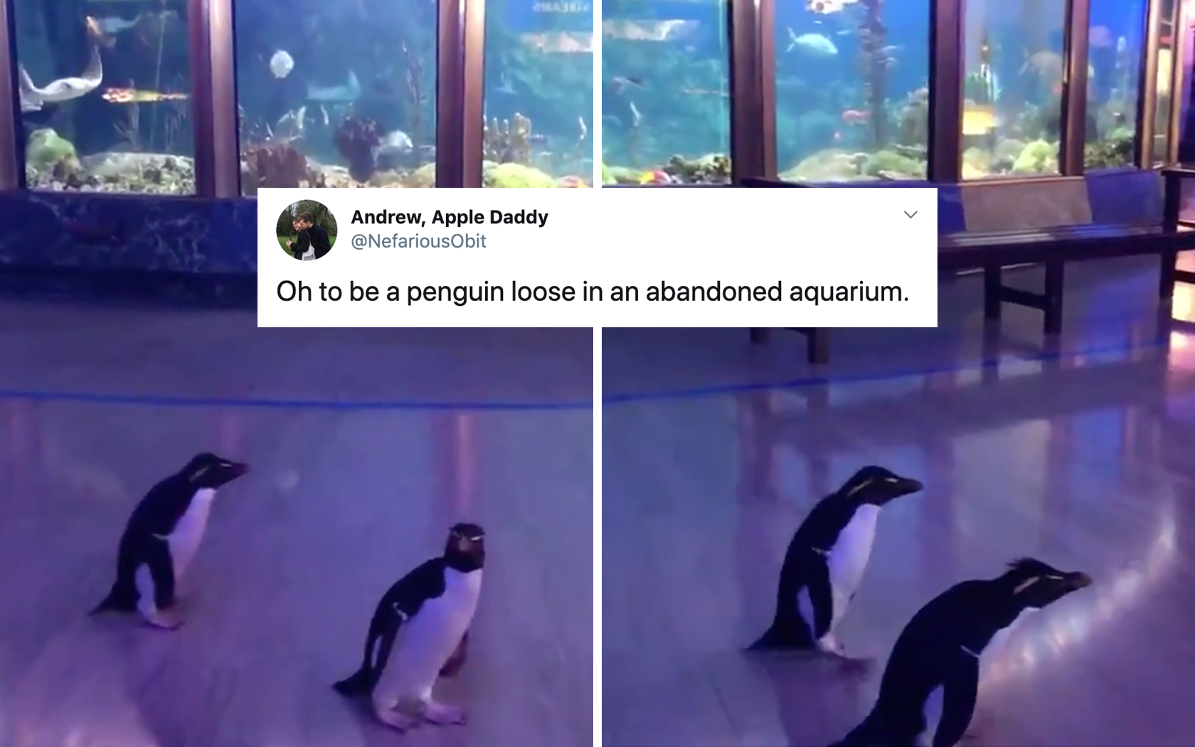 Penguins Ran Wild In Shedd Aquarium After It Closed Due To Coronavirus