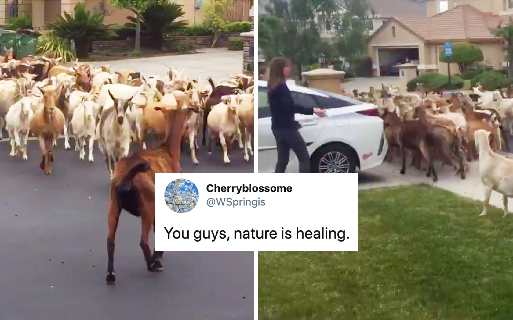 200 Escaped Goats Broke A Fence & Took Over The Streets Of California