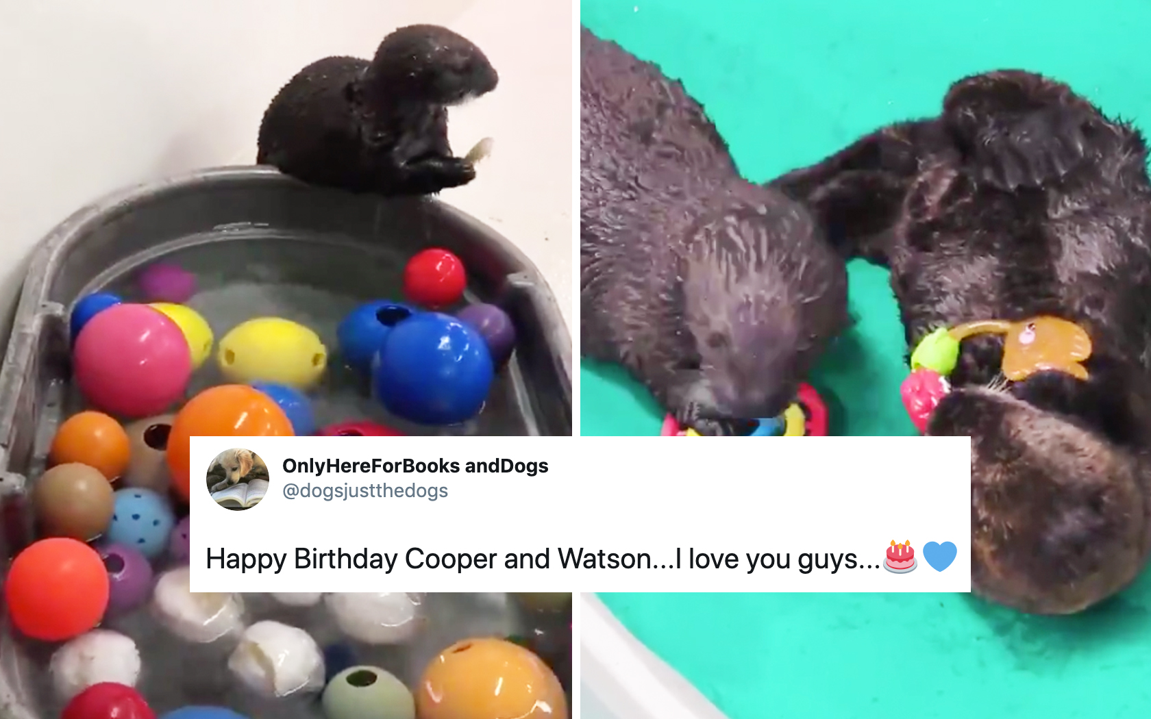 Shedd Aquarium Threw A Birthday Party For Two Otters And It's So Cute