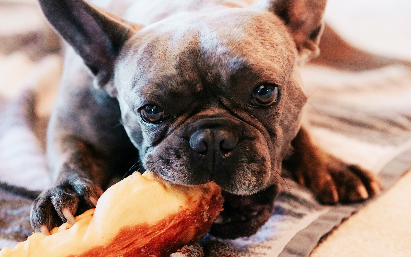 Coles Is Launching A "Self-Serve Dog Treats Bar" To Pamper Your Pooch