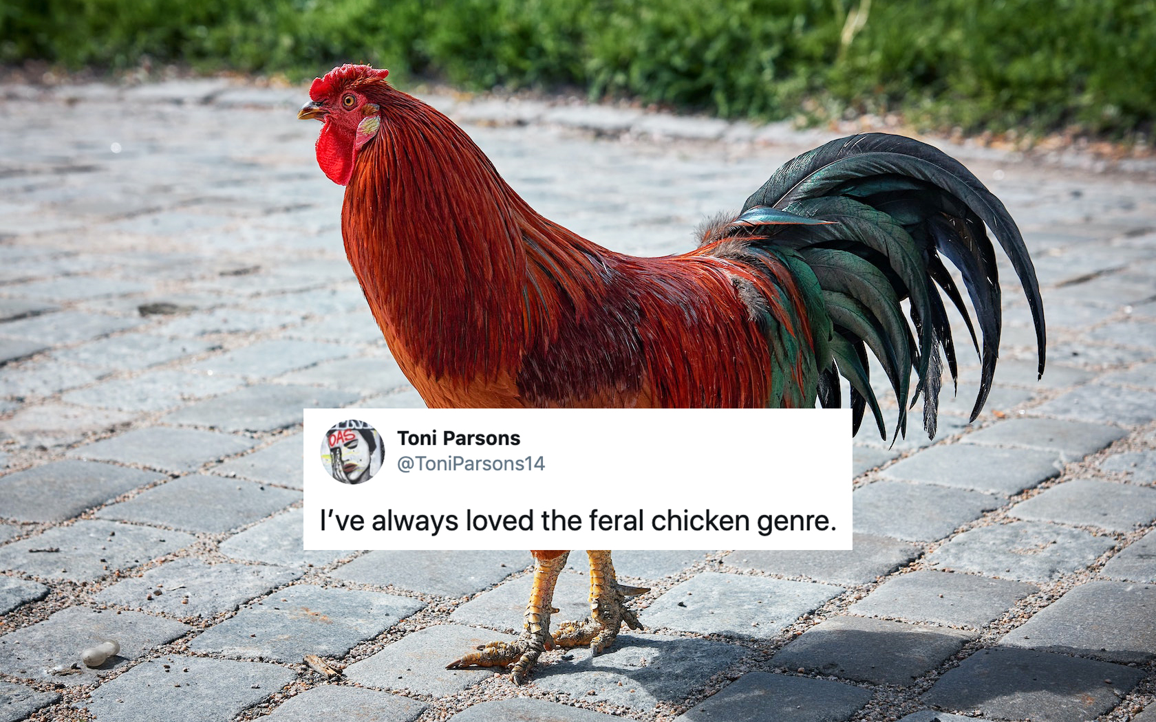 Feral Chickens Invaded A New Zealand Town As Locals Were In Lockdown