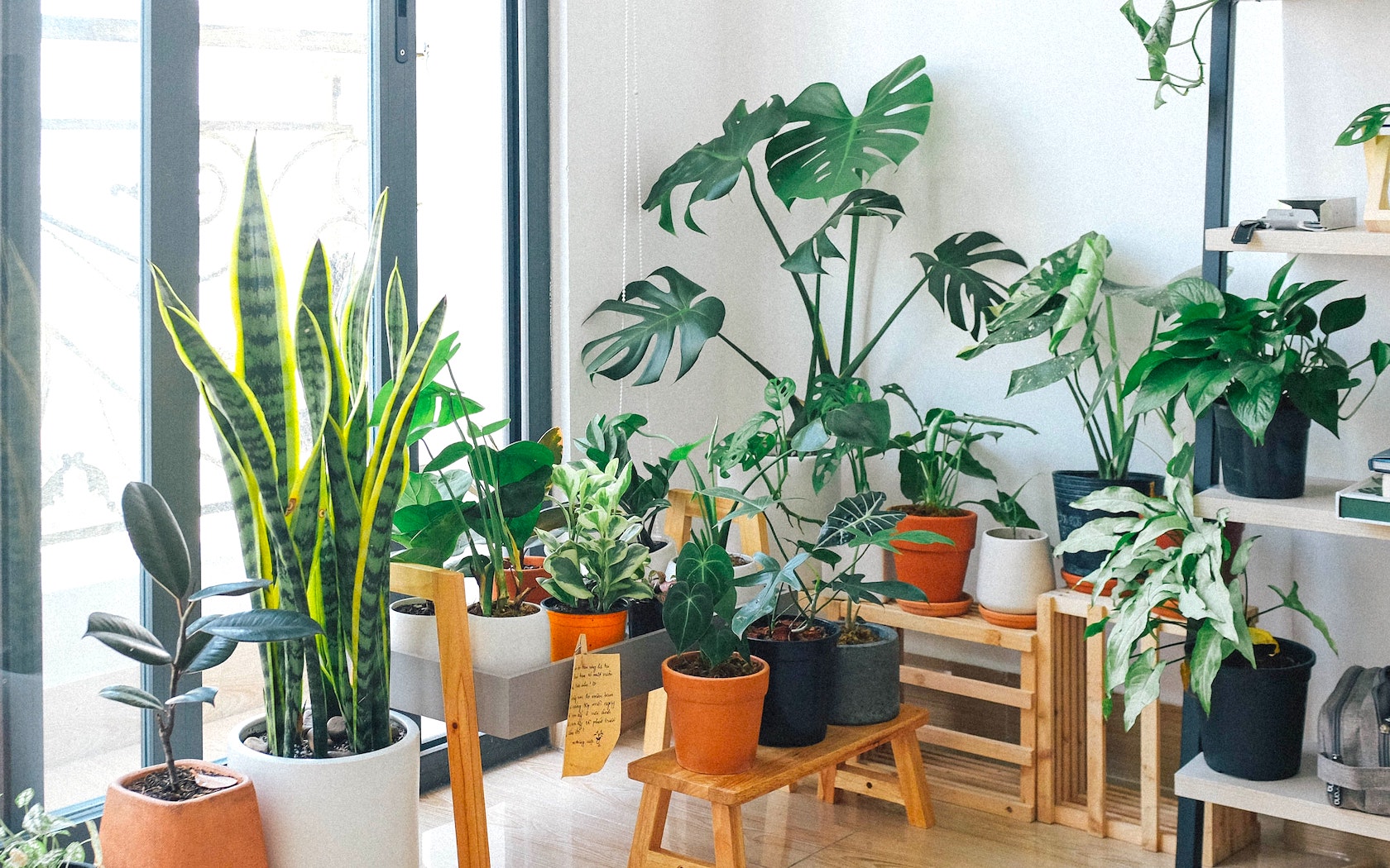 Jungle Collective Is Doing A Series Of Huge Online Plant Sales This June