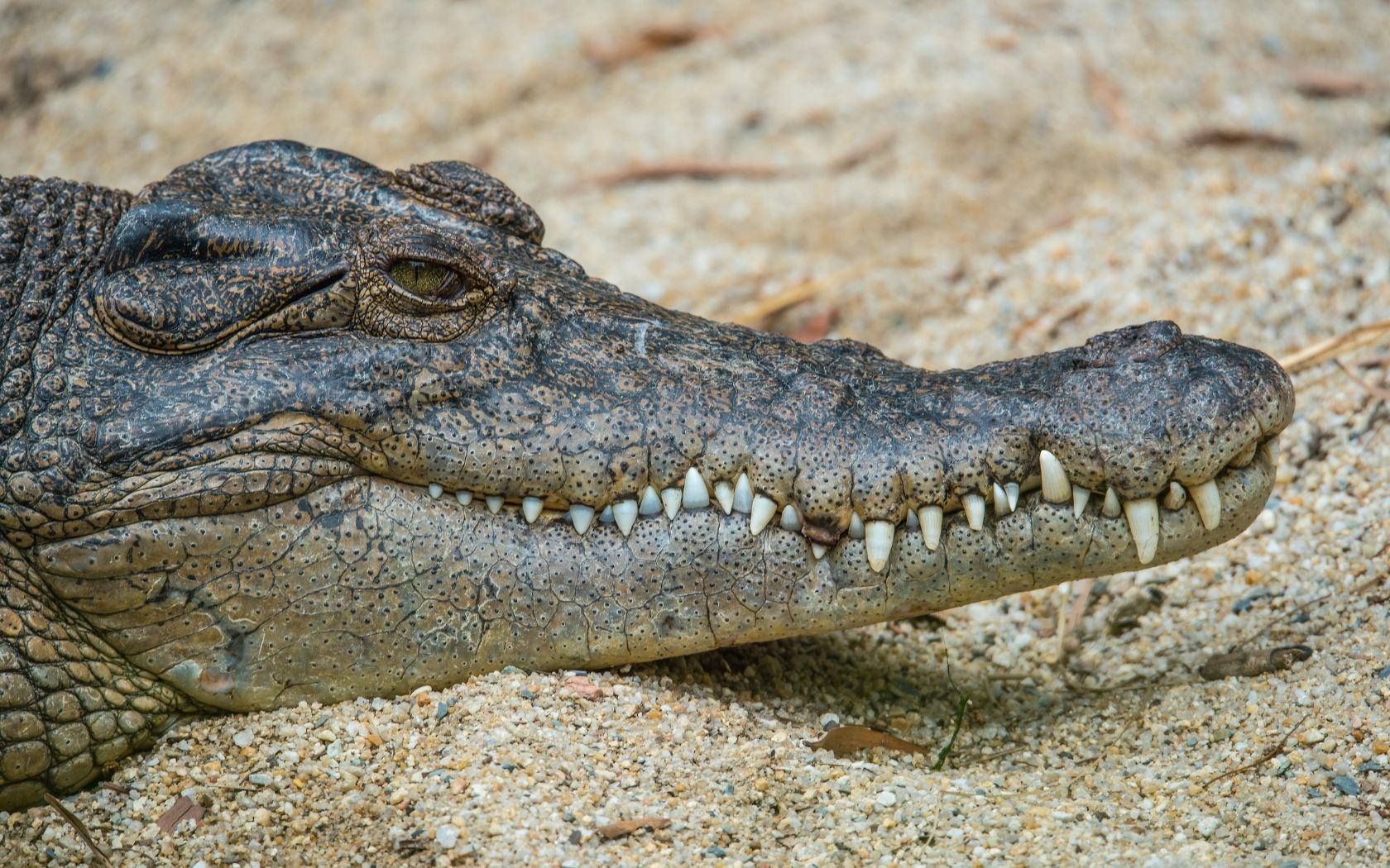 An Australian Estuarine crocodile relaxes on the bank of a lake.