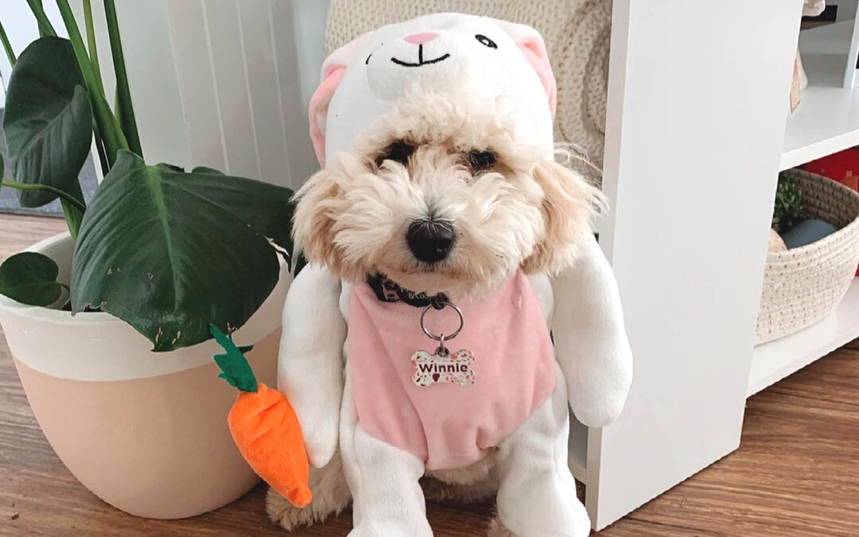 Poodle x Bichon Frise wearing a pink and white easter dog costumes