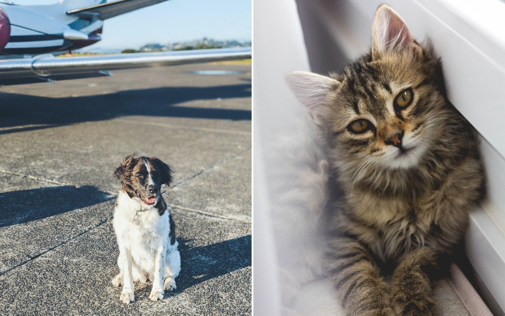 pets inside the cabin planes australia