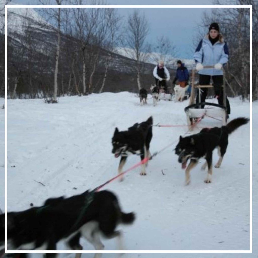Woman on a dogsled. 