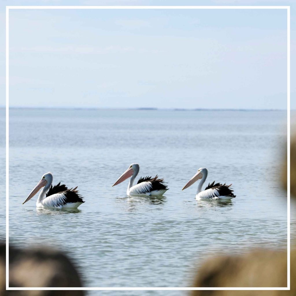 Pelicans, Coorong National Park, South Australia